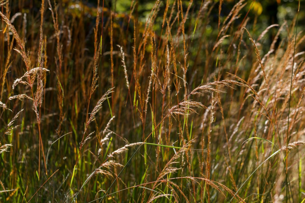 sorgastrum_nutans_1